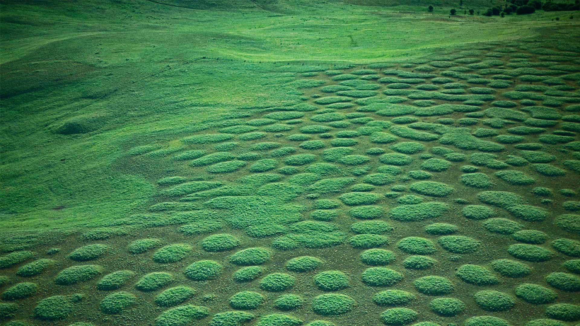 俄勒冈州Zumwalt Prairie的草原土墩 (© Michael Durham/Minden Pictures)(Bing China)