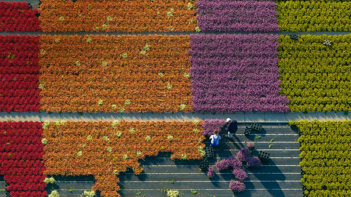 德国北莱茵-威斯特法伦州，俯瞰花场 (© Hans Blossey/Corbis)(Bing China)