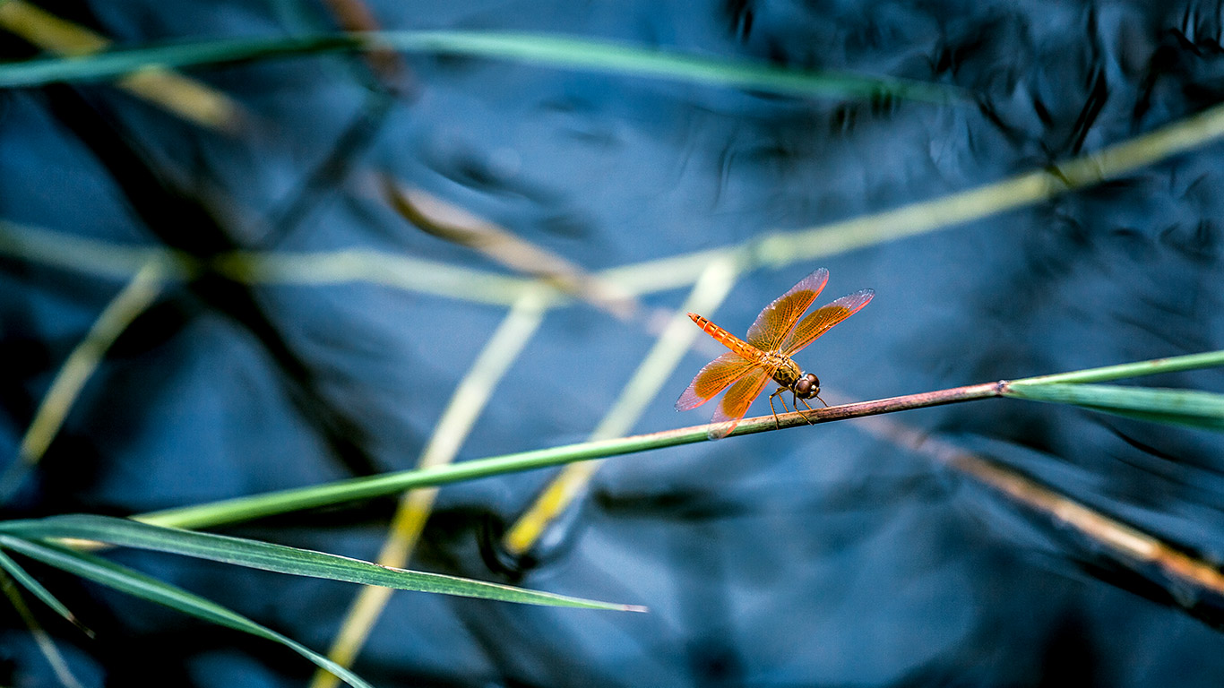 【今日立夏】细竹竿上休憩的红蜻蜓 (© d3sign/Getty Images)(Bing China)