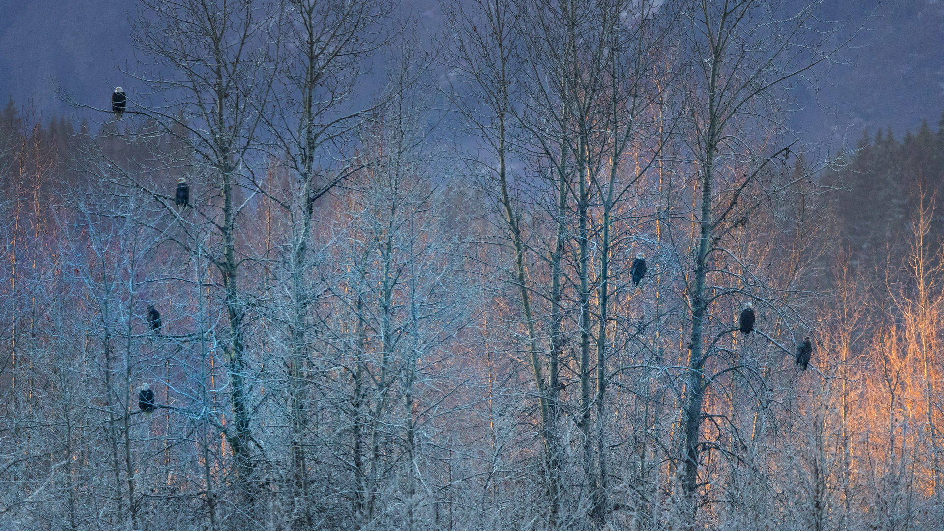 阿拉斯加州海恩斯附近的秃鹰群，美国 (© Marion Vollborn/Minden Pictures)(Bing China)