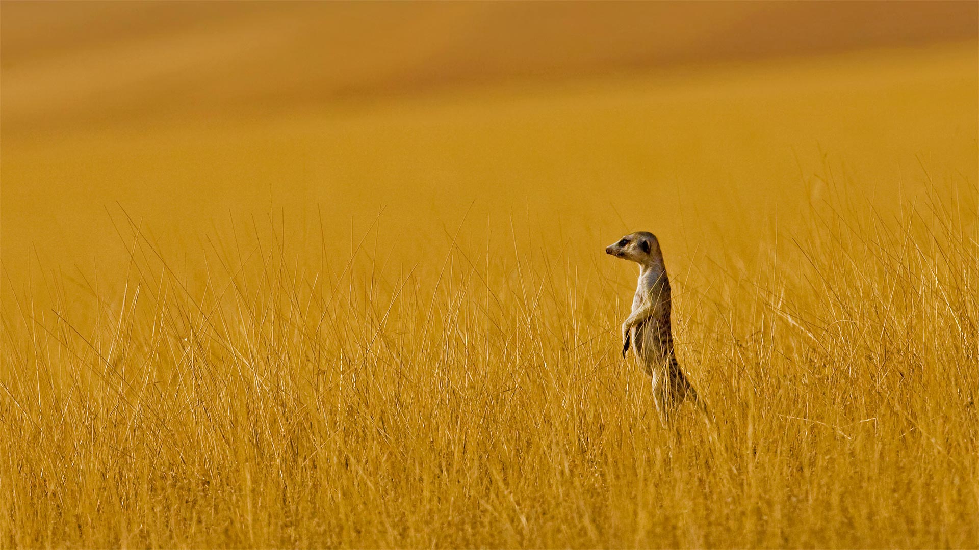 A meerkat in Namibia (© Danita Delimont/Offset by Shutterstock)(Bing China)