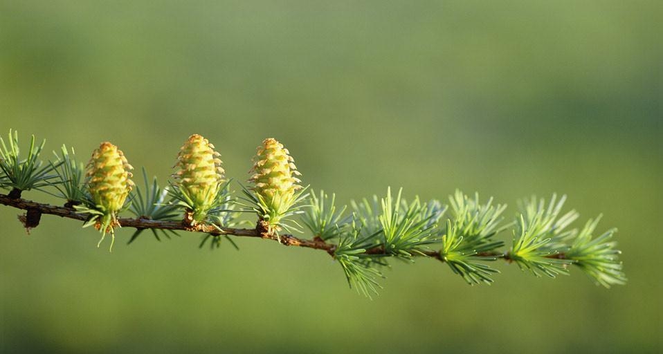 ｢カラマツの新芽と花｣長野, 飯山 (© ASO FUJITA/a.collectionRF/ageFOTOSTOCK) &copy; (Bing Japan)