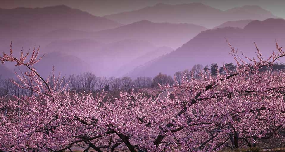 ｢新府桃源郷｣山梨県, 韮崎 -- JTB Photo &copy; (Bing Japan)