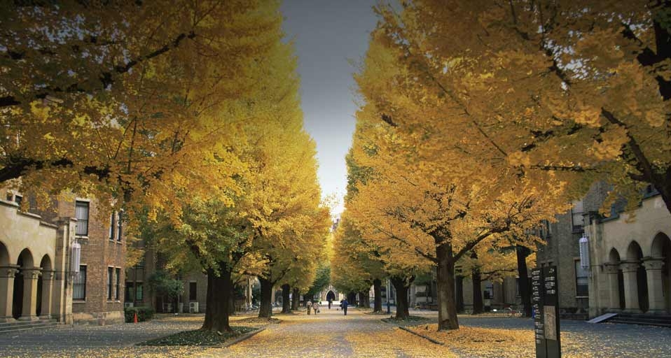 ｢東京大学のイチョウ並木｣東京, 本郷, 東京大学 -- Steve Vidler/Mauritiu &copy; (Bing Japan)