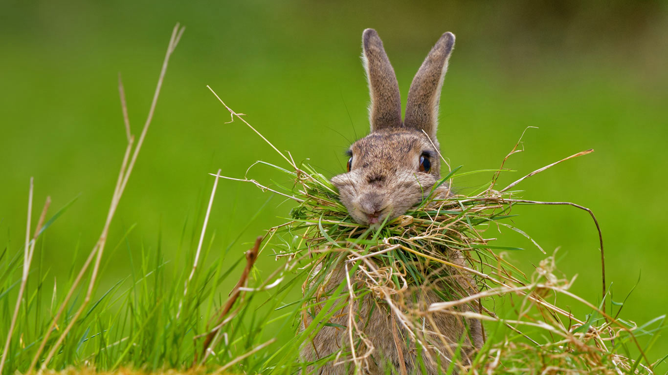 Nesting rabbit (© Dave Semmens/500px)(Bing Canada)