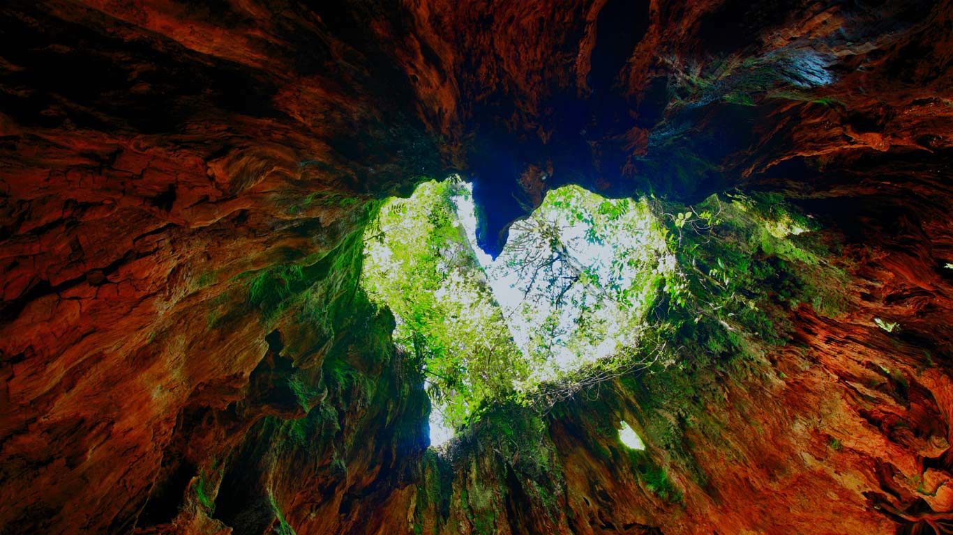 Wilson Stump on Yakushima Island, Japan (© Mitsushi Okada/Getty Images)(Bing Canada)