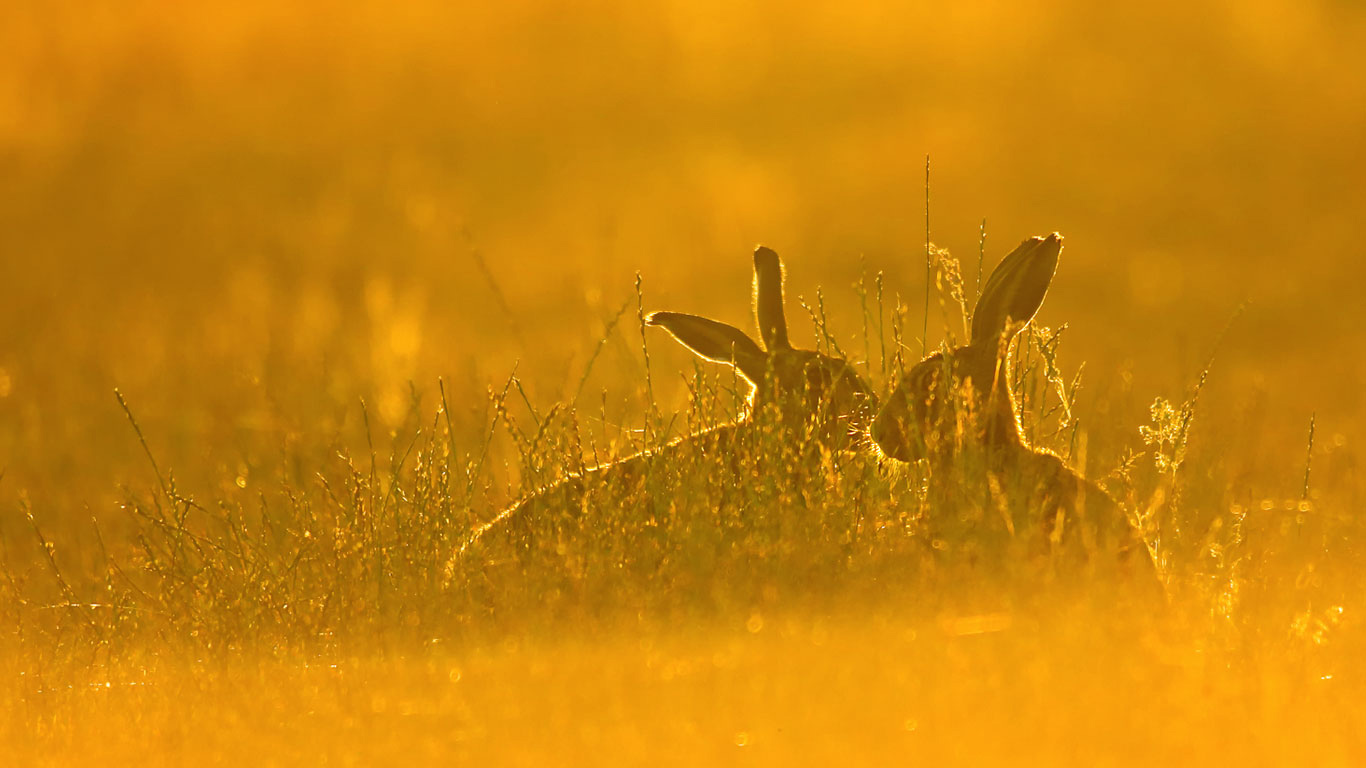 高高草丛里的棕色欧洲野兔  (© Jackie Bale/Getty Images)(Bing China)