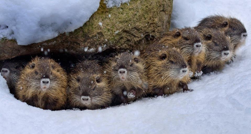 德国雪地中的海狸鼠 (© Naturfoto-Online/Alamy) &copy; (Bing China)