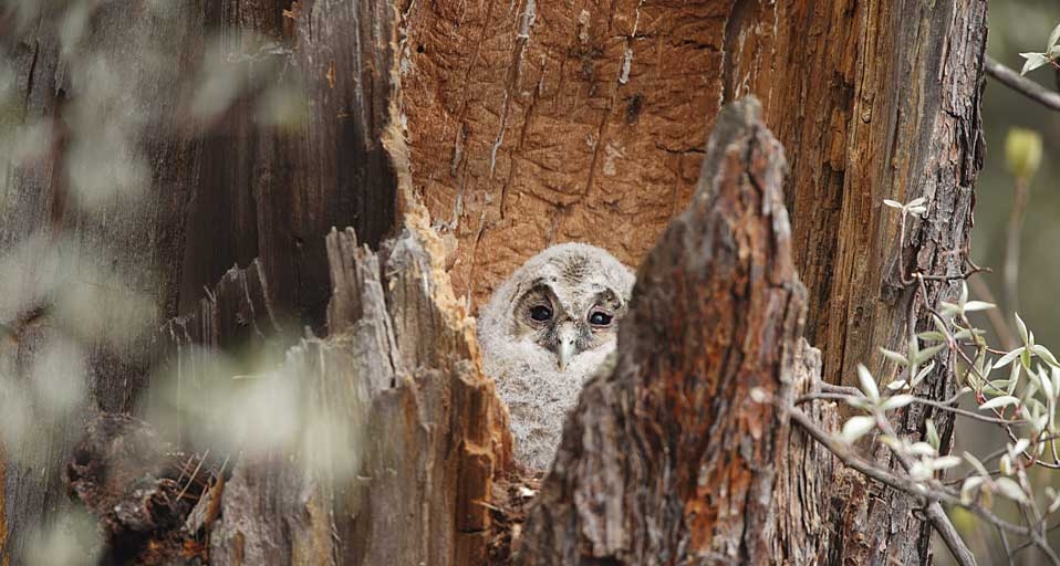 ｢フクロウの赤ちゃん｣長野県, 長野市 -- Hirose Photo Office/Aflo &copy; (Bing Japan)