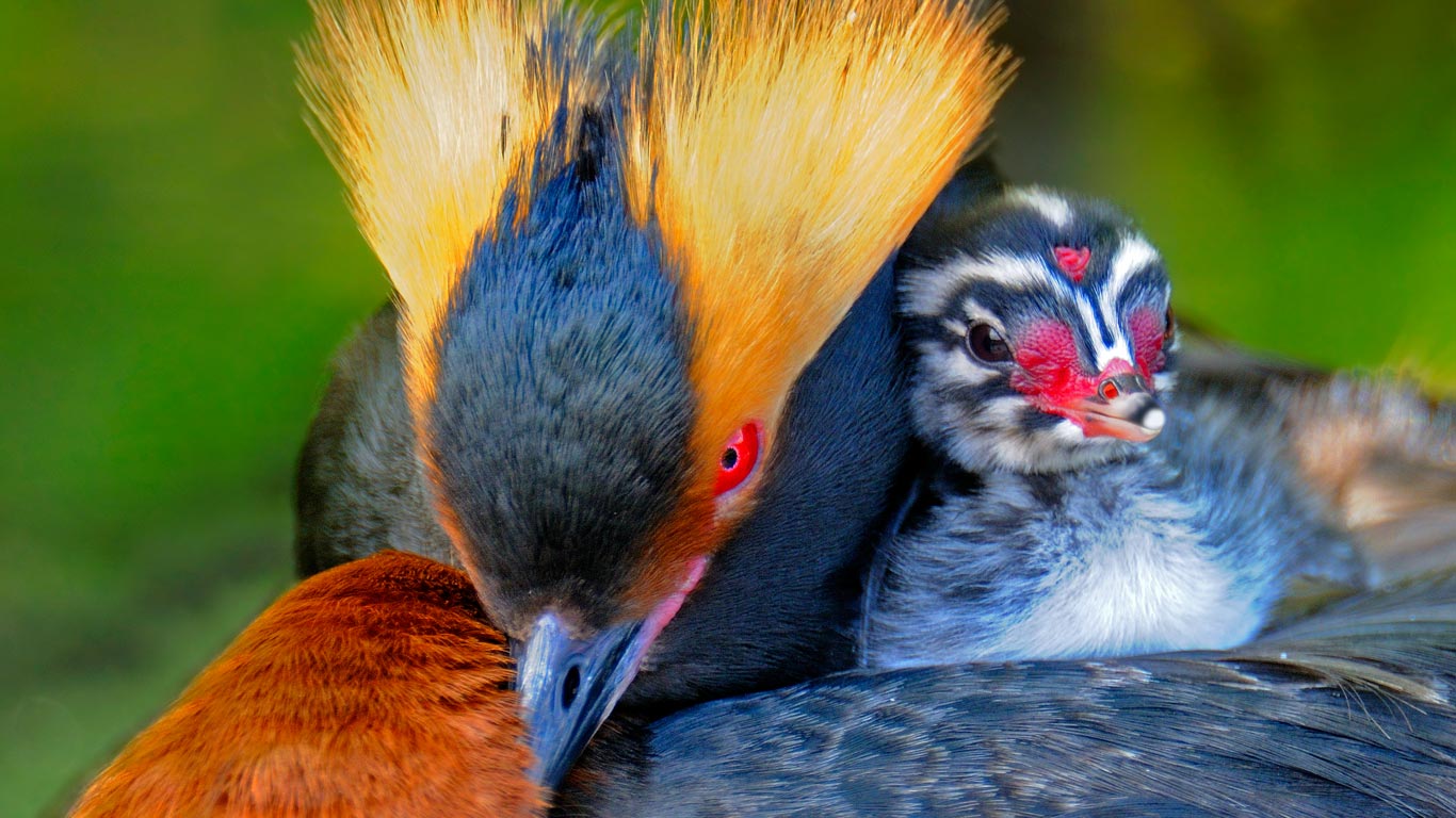 Horned grebe carrying its chick (© Winfried Wisniewski/Minden Pictures)(Bing United States)