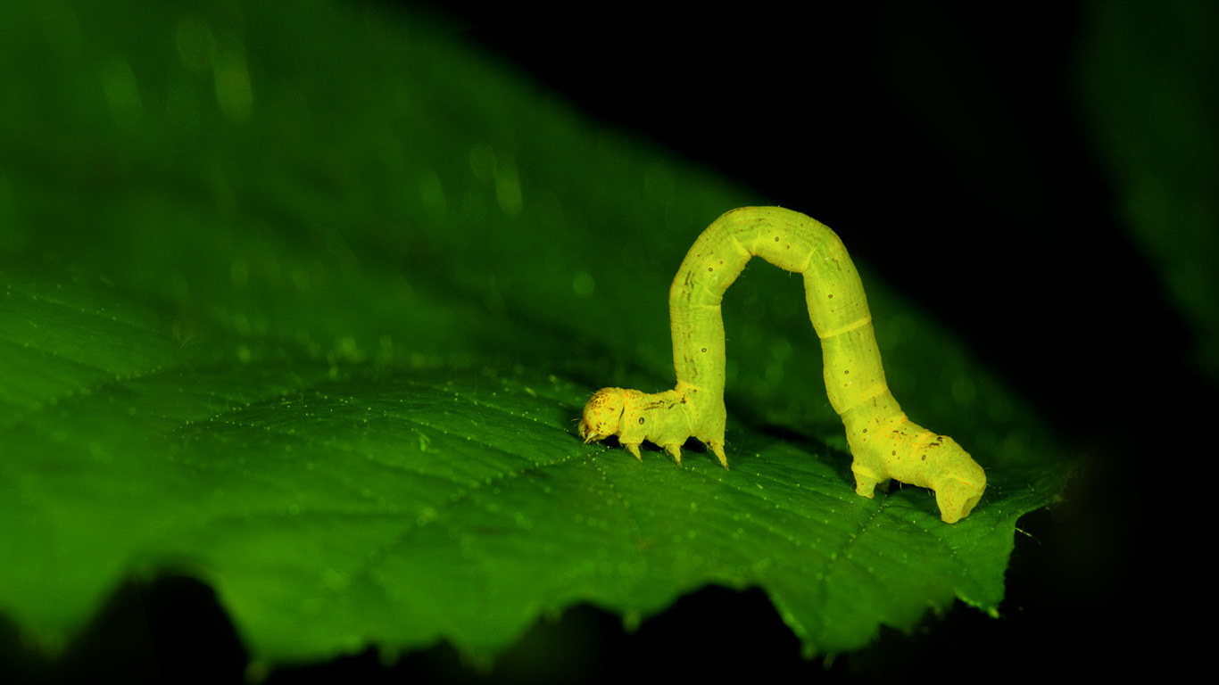 Geometer moth larvae, aka an inchworm (© Joe Petersburger/Getty Images)(Bing Canada)