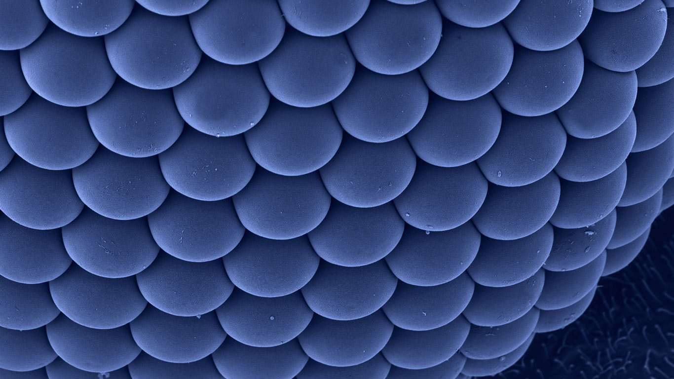 Compound eye of a female Asian tiger mosquito (© Dennis Kunkel Microscopy, Inc./Corbis)(Bing Canada)