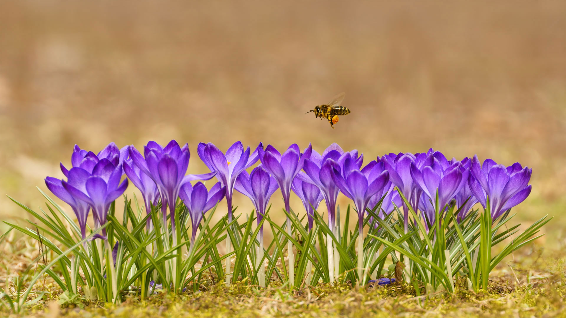 Honeybee flying over crocuses in the Tatra Mountains, Poland (© Mirek Kijewski/Getty Images)(Bing China)