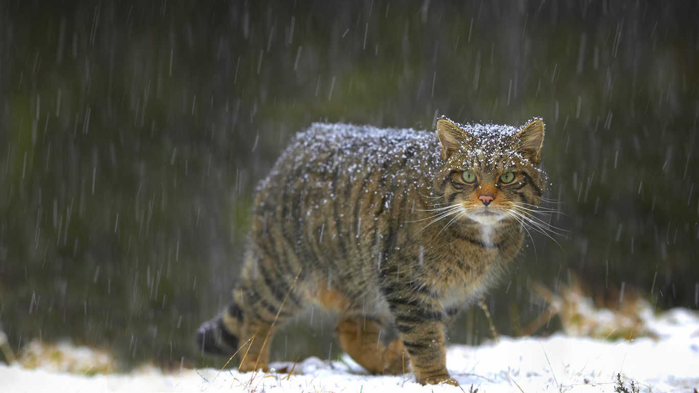 苏格兰的野猫 (© Alan Crawford/Getty Images)(Bing China)