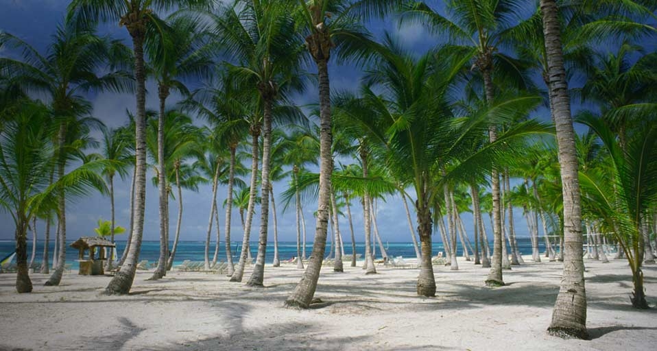 Palm trees on the beach in Punta Cana, Dominican Republic --  Rolf W. Hapke/Corbis &copy; (Bing Canada)