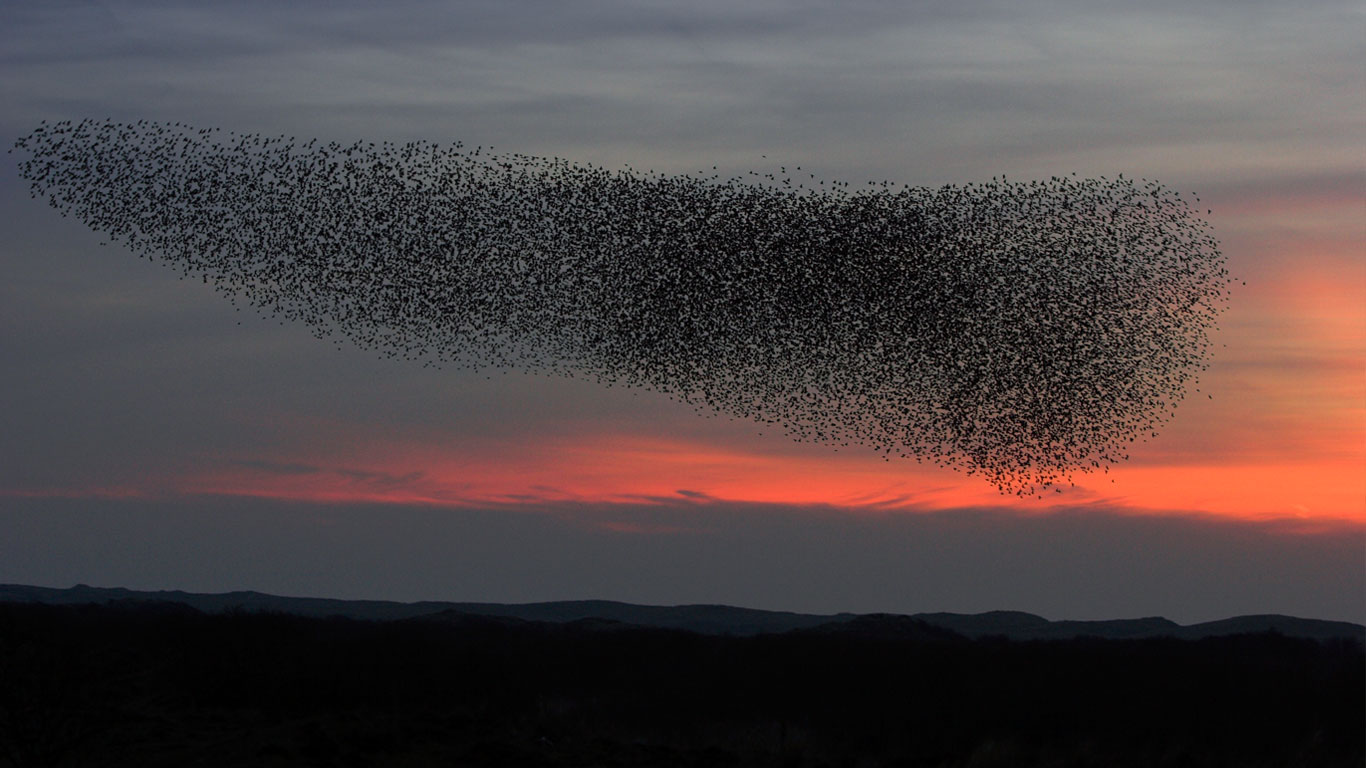 Starling flock at dusk (© Martin Woike/Corbis)(Bing Canada)