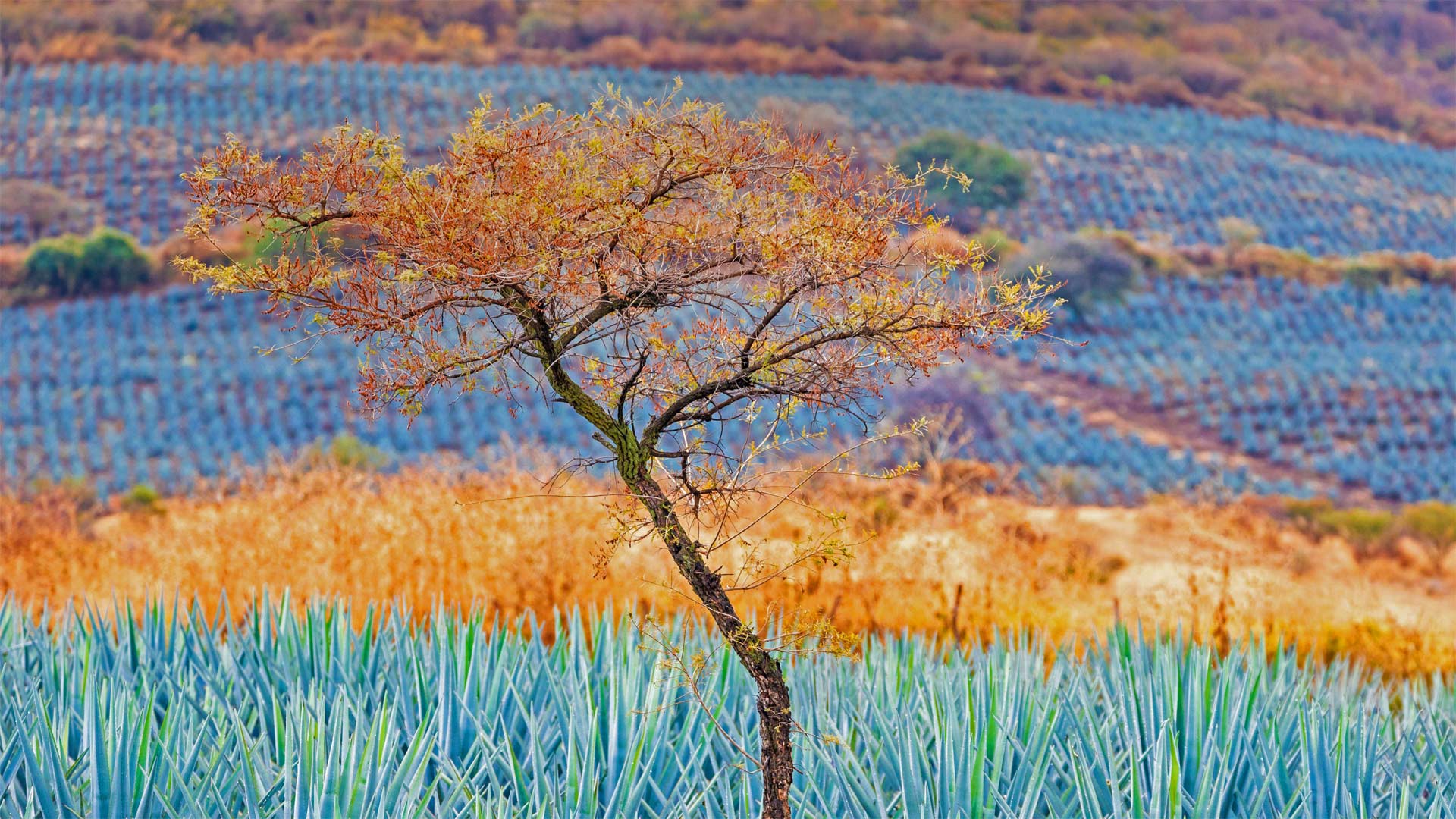 蓝色龙舌兰田，墨西哥哈利斯科州龙舌兰酒产区 (© Brian Overcast/Alamy)(Bing China)