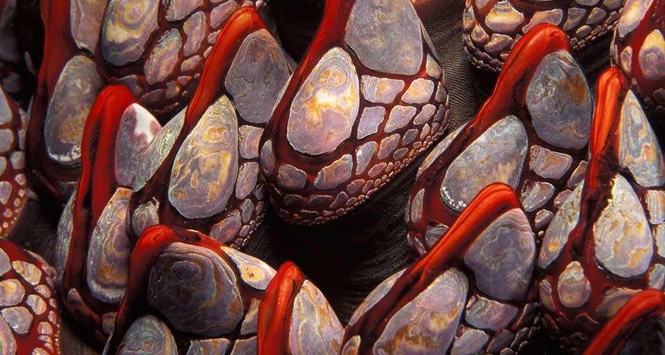 Gooseneck barnacles, British Columbia, Canada (© Brandon Cole Marine Photography/Alamy) &copy; (Bing United States)