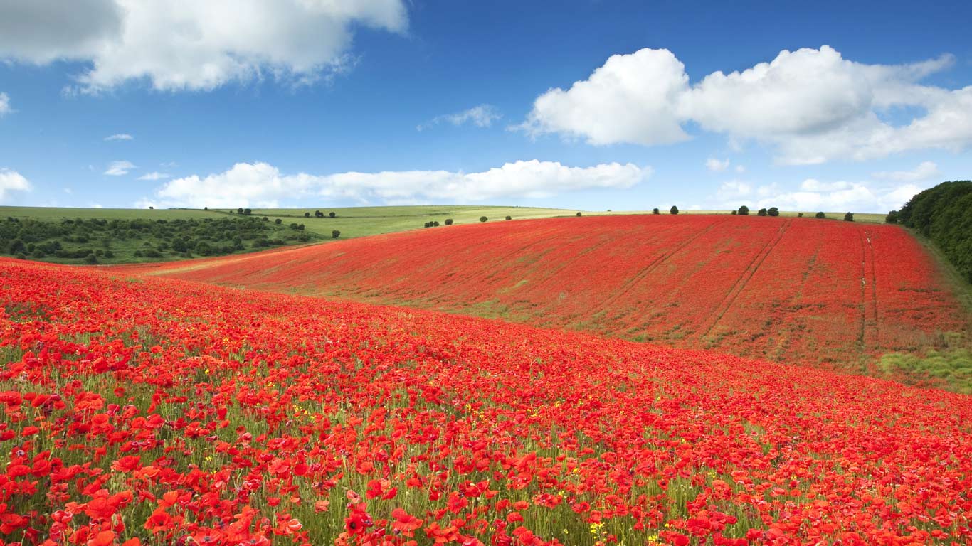 A field of poppies in the South Downs National Park near Brighton (© Antony Spencer Photography/Moment/Getty Images)(Bing United Kingdom)