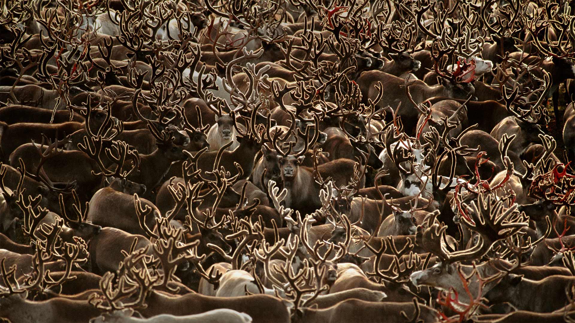 科伯克谷国家公园里的驯鹿，阿拉斯加 (© Staffan Widstrand/Minden Pictures)(Bing China)