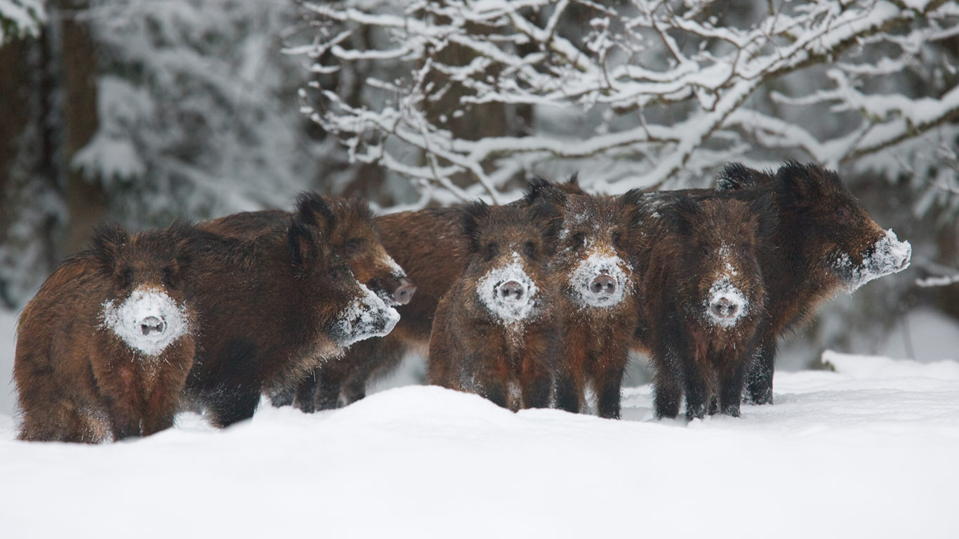 Wild boar herd, Alam-Pedja Nature Reserve, Estonia (© Wild Wonders of Europe/Zacek/Minden Pictures)(Bing Canada)