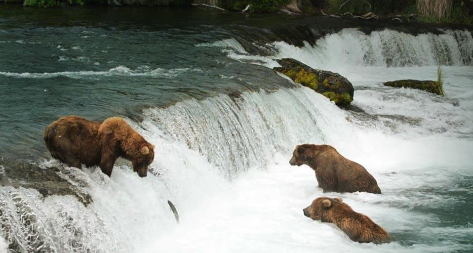 Alaskan brown bears wait for salmon at Brooks Falls in Katmai National Park and Preserve, Alaska, U.S.A. (© Tony Campbell/Pond 5) &copy; (Bing Canada)