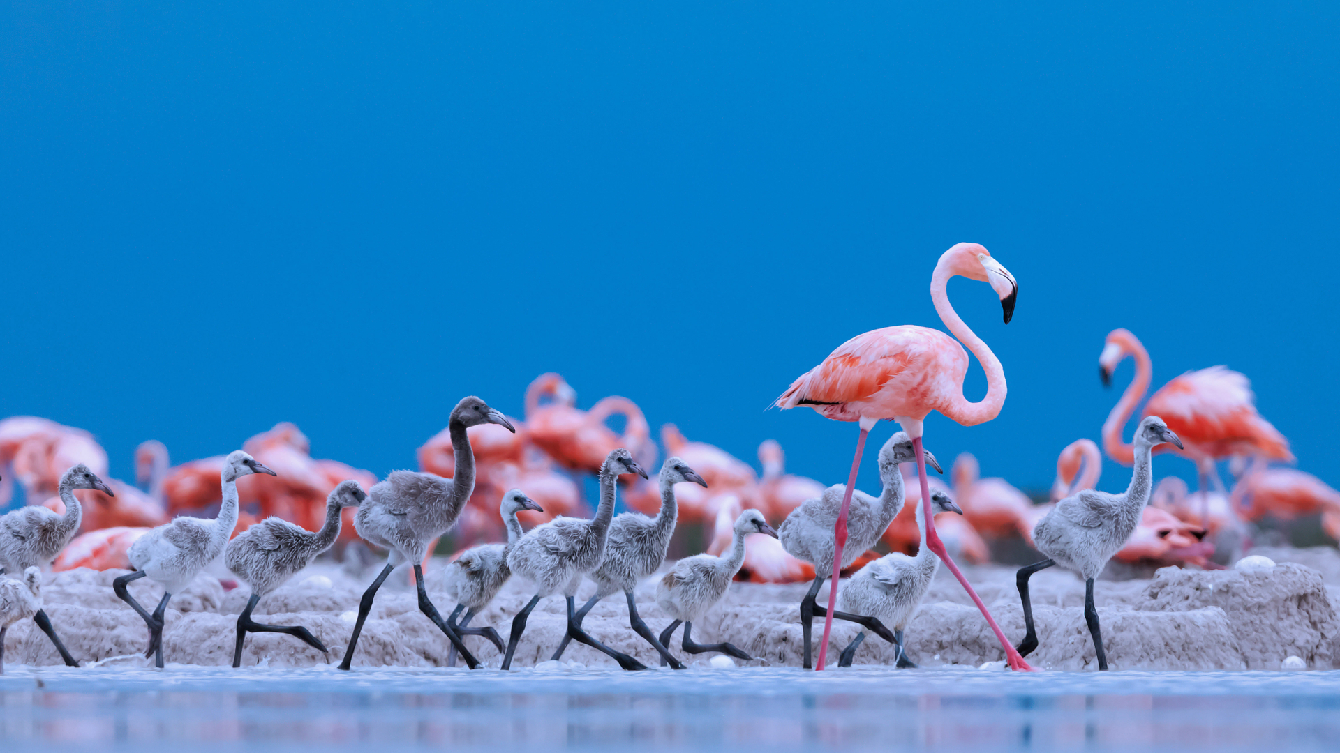 加勒比海红鹳，里奥拉加托斯自然保护区，墨西哥 (© Claudio Contreras/Minden Pictures)(Bing China)
