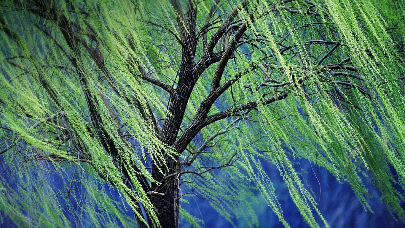 垂柳 (© Rolf Nussbaumer Photography/Alamy)(Bing China)