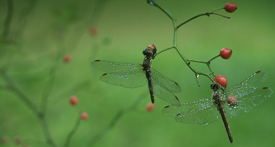 「トンボ」 -- Dragonfly/VALUE STOCK IMAGES &copy; (Bing Japan)