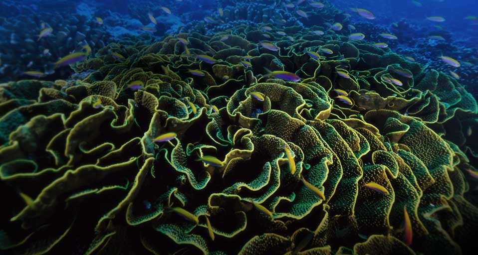 菲尼克斯群岛附近的莴苣珊瑚 (© Paul Nicklen/National Geographic/Getty Images) &copy; (Bing China)