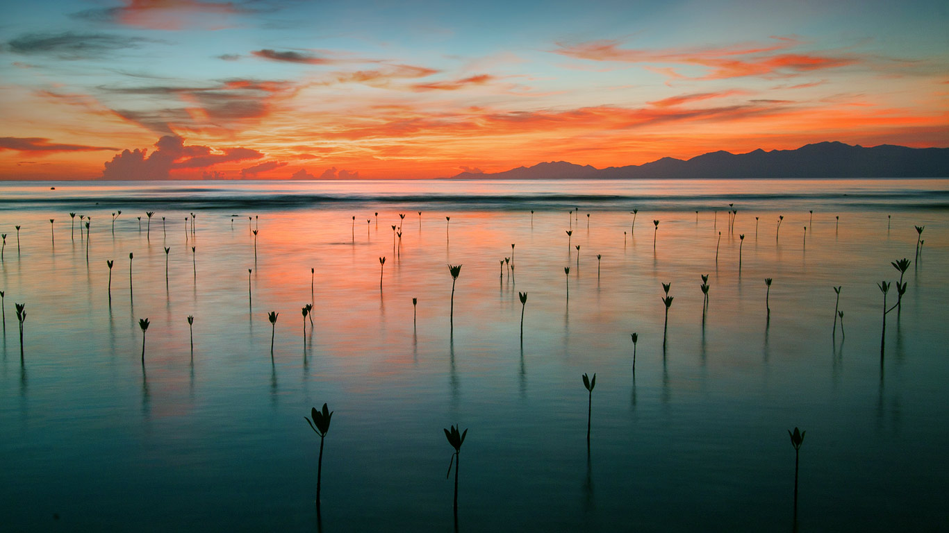 Seedling mangroves in Cayos Cochinos, Honduras (© Mac Stone/Tandem Stills + Motion)(Bing Canada)