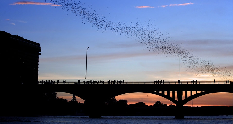 德克萨斯州奥斯汀上空的墨西哥无尾蝙蝠 (© imagebroker.net/SuperStock) &copy; (Bing China)