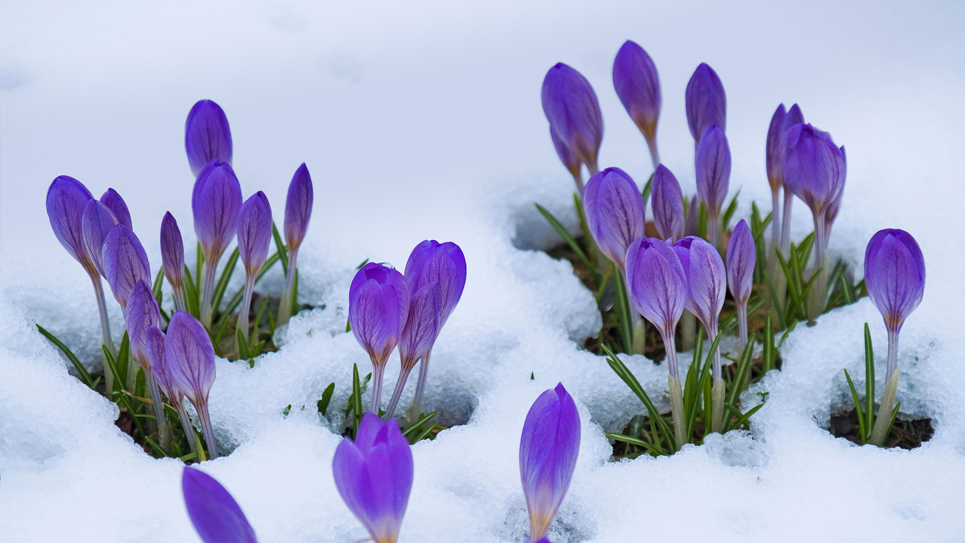 番红花 (© Lorianne Ende/Getty Images)(Bing China)