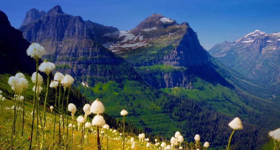 蒙大拿州冰川国家公园盛开的熊草 (© Shannon Nace/Lonely Planet Images) &copy; (Bing China)
