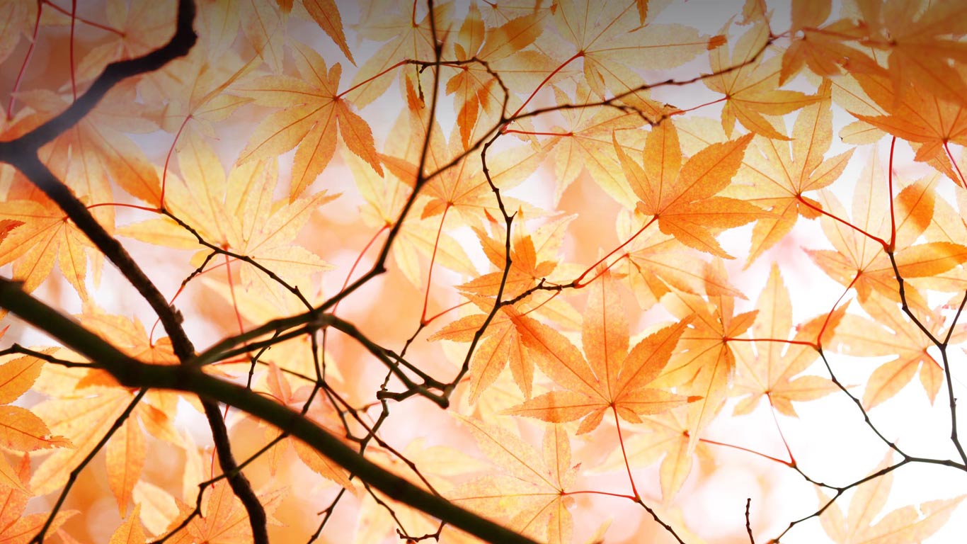 秋日中还未凋零的美丽红枫 (© age fotostock/Superstock)(Bing China)