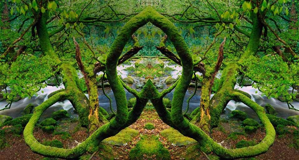 Mirror-image photo of the moss-covered trees in Killarney National Park, Ireland (© Derek Harris/Alamy) &copy; (Bing Canada)