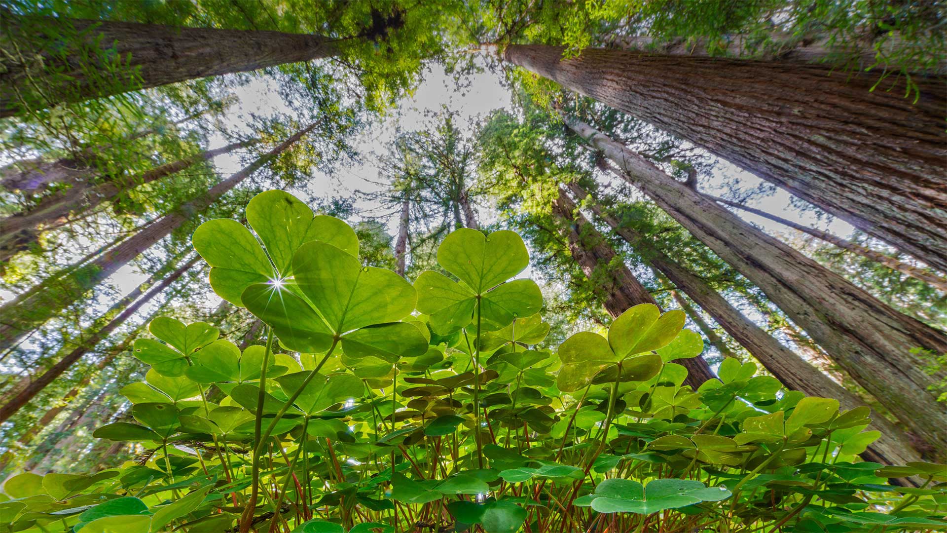 生机盎然的酢浆草和红杉树，美国大草原溪红杉州立公园 (© Jack Dykinga/Minden Pictures)(Bing China)