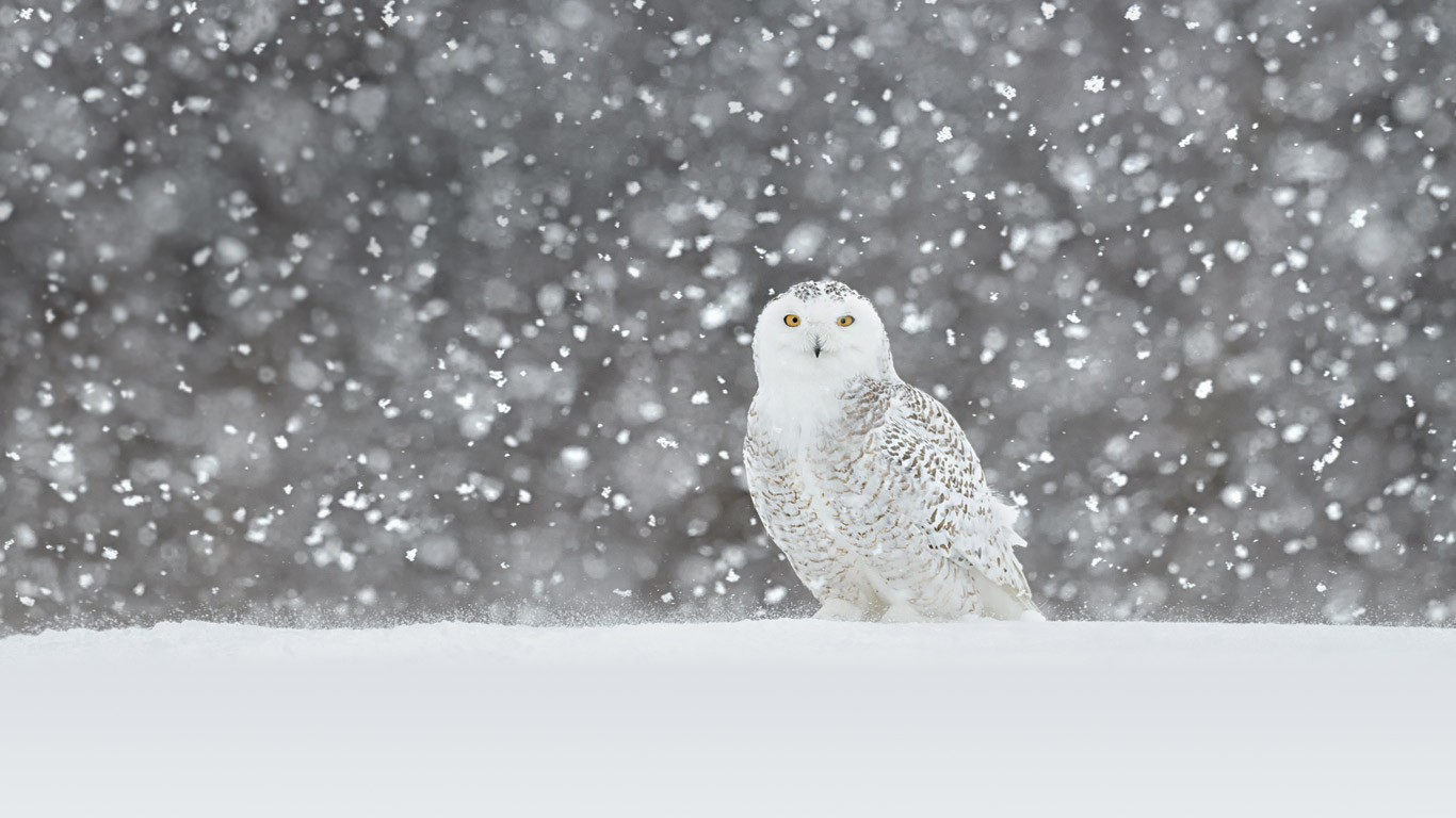 一只在雪中驻立的雪鸮 (© Jérémie LeBlond-Fontaine/Getty Images)(Bing China)