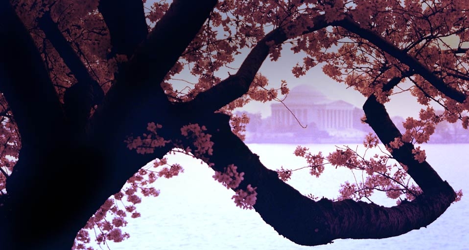 樱花掩盖下的华盛顿杰斐逊纪念堂 -- John Aikins/Corbis &copy; (Bing China)