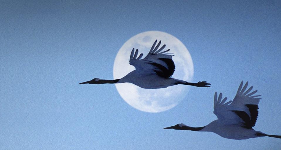 傍晚时分，飞过夜空的两只鹤 (© Grant Faint/Digital Vision/Getty Images) &copy; (Bing China)