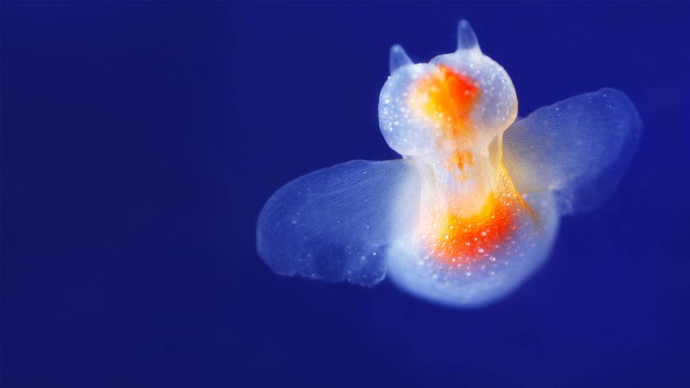 Ruderschnecke (© Datacraft/Age Fotostock)(Bing Deutschland)