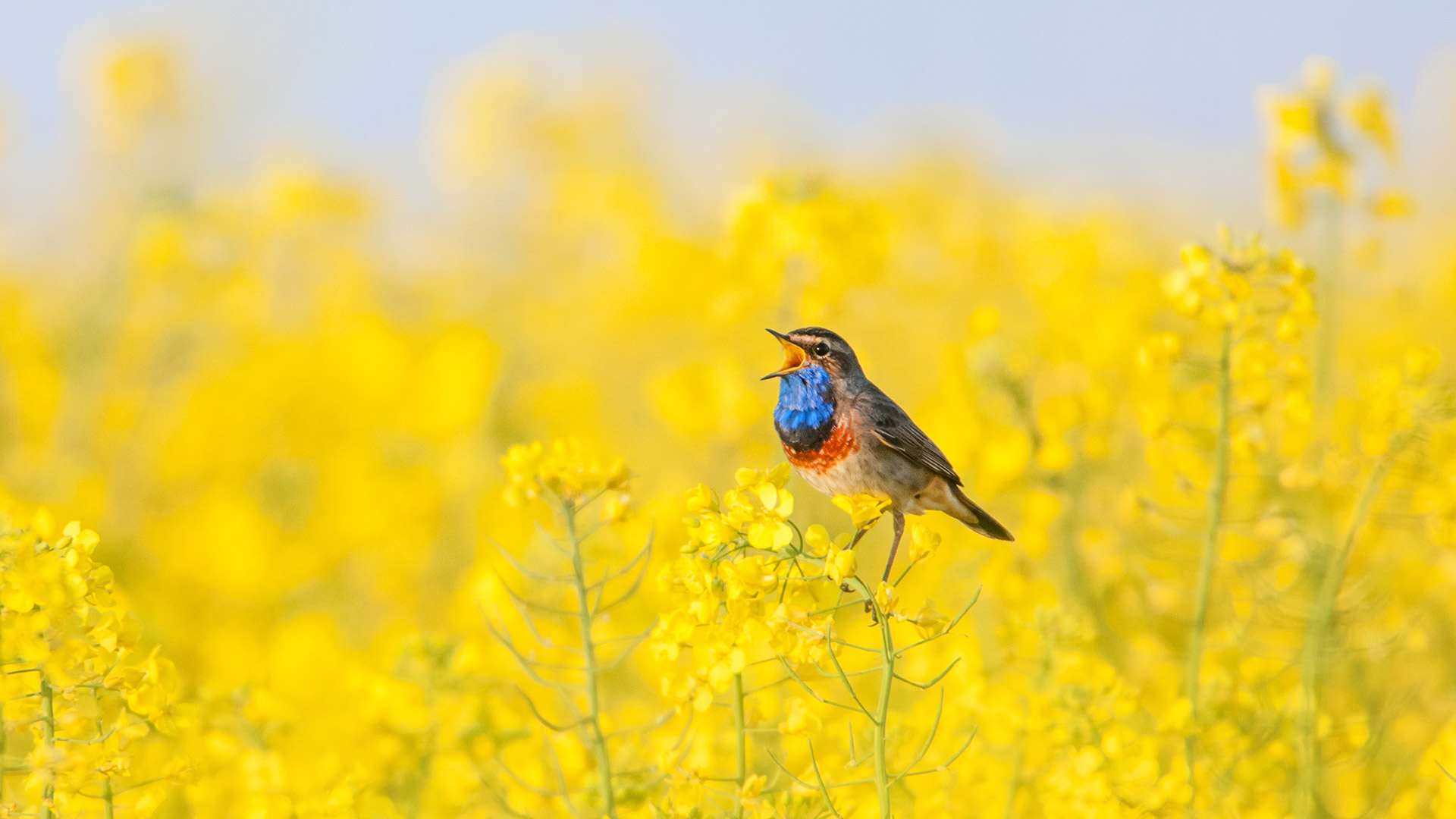 Blaukehlchen in einem Rapsfeld (© Zwilling330/Getty Images)(Bing Deutschland)