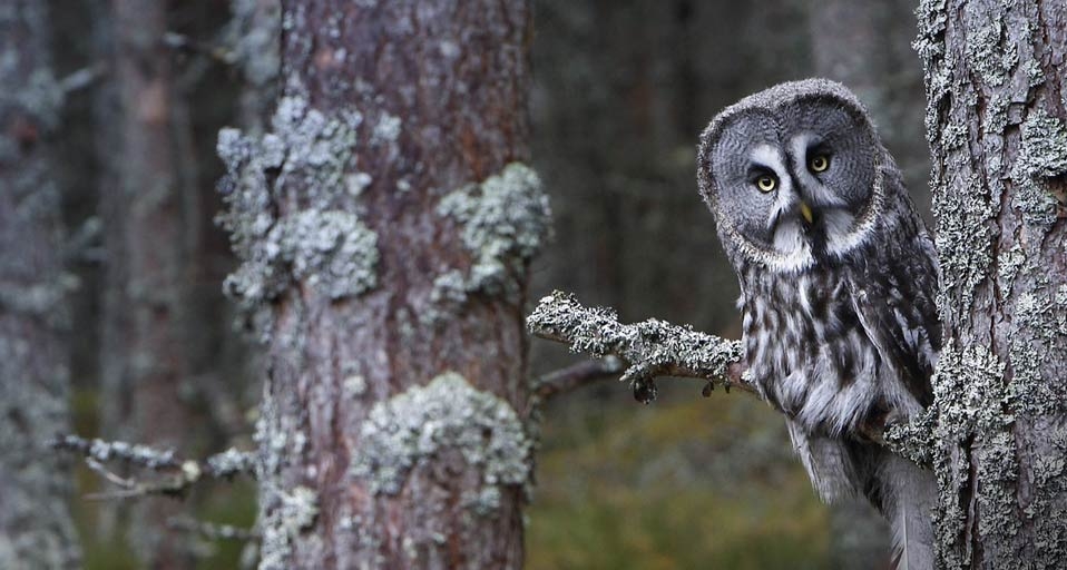 大灰猫头鹰 -- Morales/age fotostock &copy; (Bing China)