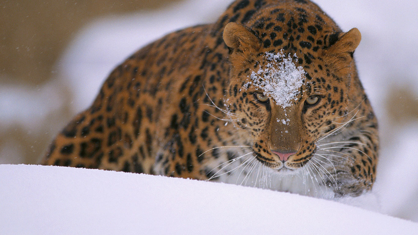 一只罕见的远东豹出现在被雪覆盖的堤岸上 (© John Conrad/Corbis)(Bing China)
