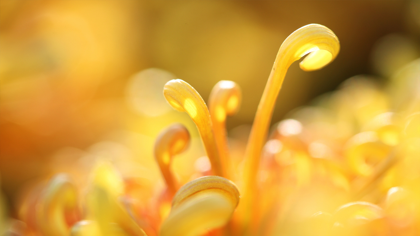 菊花特写 (© View Stock/Getty Images)(Bing China)