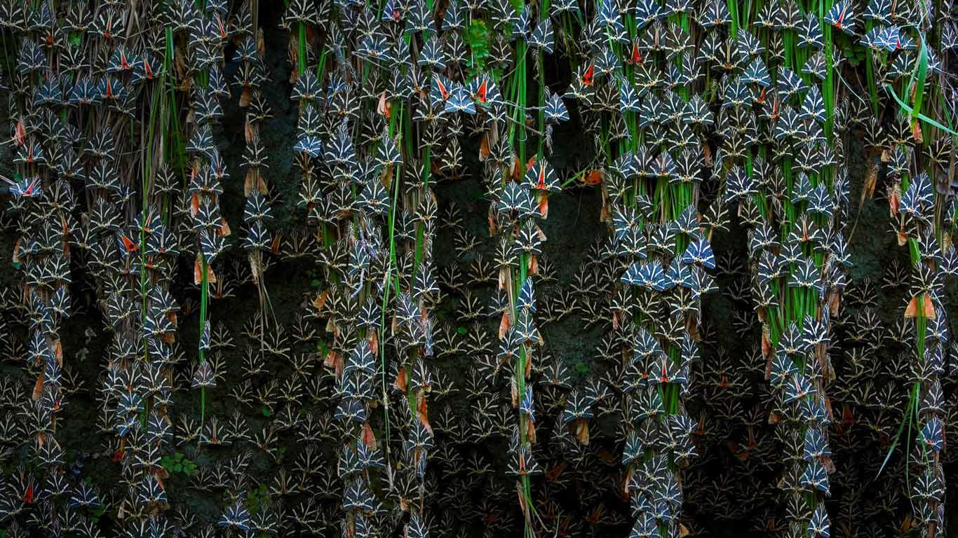 Schmetterlinge, Petaloudes, Insel Rhodos, Griechenland (© Ingo Arndt/Minden Pictures)(Bing Deutschland)
