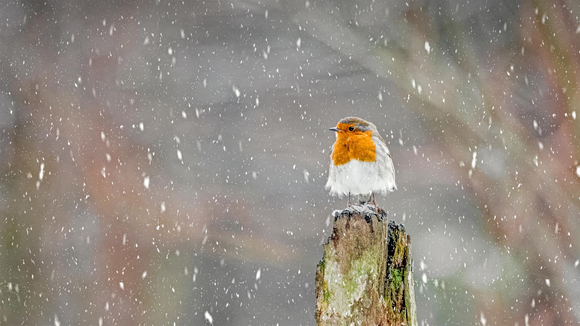 冬季暴风雪中的欧亚鸲，英格兰峰区国家公园 (© Ben Robson Hull Photography/Getty Images)(Bing China)