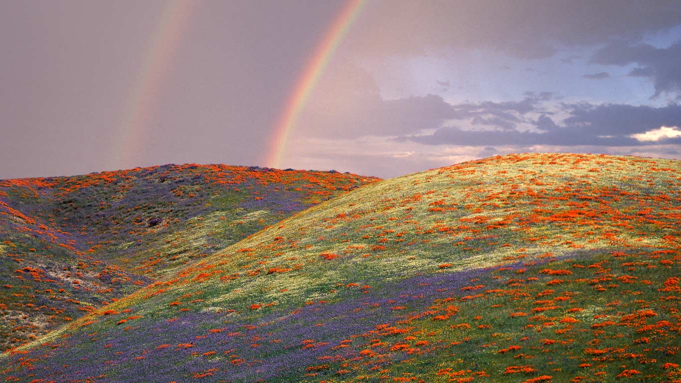 美国加州洛杉矶郡，罂粟花和鲁冰花 (© Corbis/age fotostock)(Bing China)