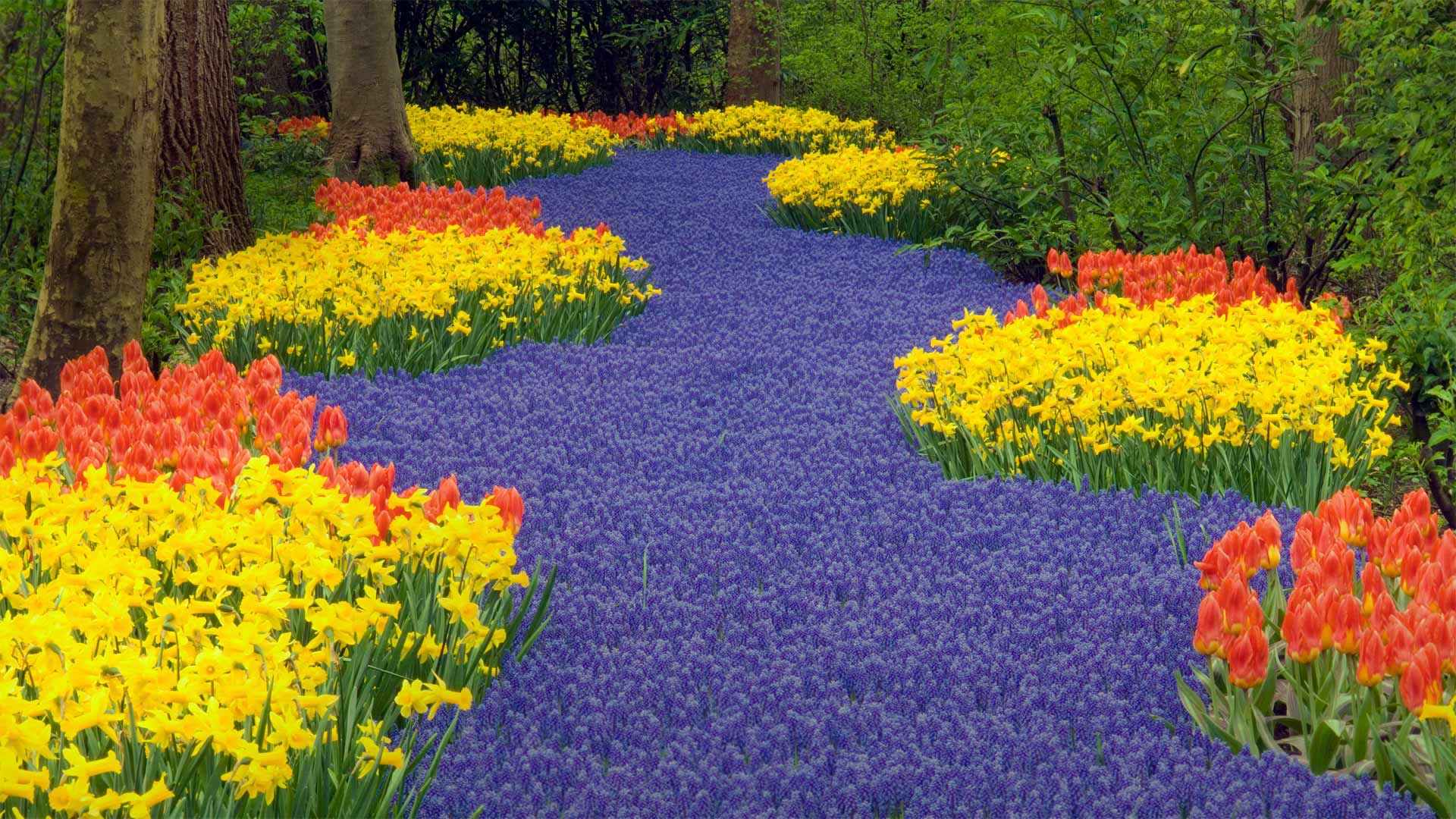 Keukenhof in Lisse, Netherlands (© Jim Zuckerman/Getty Images)(Bing Canada)