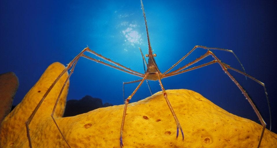 Arrow crab on a sponge in the Caribbean Sea (© Jurgen Freund/Aurora Photos) &copy; (Bing Canada)